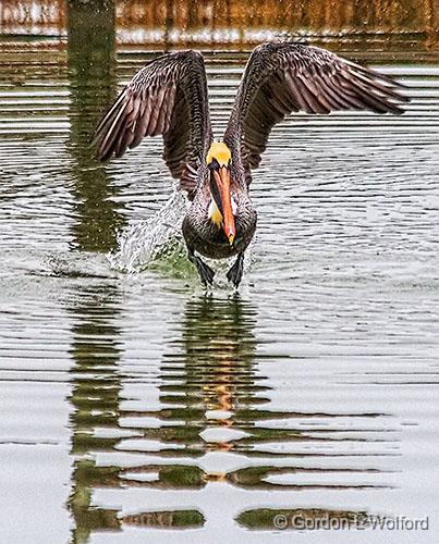 Pelican Takeoff_31503.jpg - Brown Pelican (Pelecanus occidentalis) photographed along the Gulf coast near Port Lavaca, Texas, USA. 